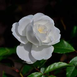 Coeur de Fleur