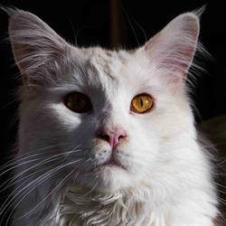 Les Maine Coons de la Grande Ourse