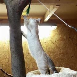 Hotel4Cats