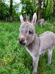 Dierenartsenpraktijk aan de Nete