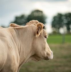 Hof ter Veldeken hoeveslagerij