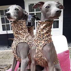 Glamour Dogs