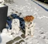 Kleine huisdieren