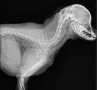 Radiografie