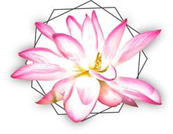 Lotus Voetreflexologie