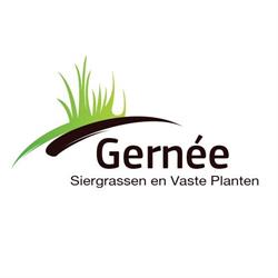Siergrassen Gernée