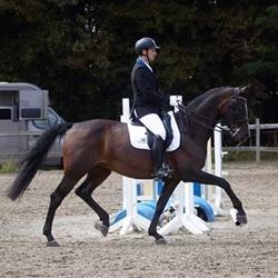 V-Horses breeding and sport