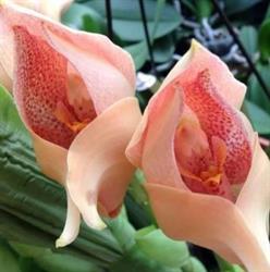 OrchidJacky