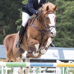 Bovenlos Stables & Equine Clinic