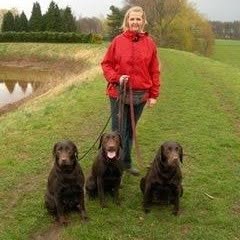 Chocolate Treasures Labradors