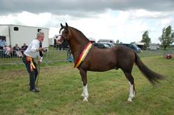 Liezelshof Stud