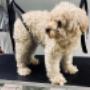 Oh my dog honden kapsalon