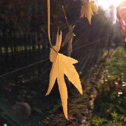 PRIVACY TREES - LEIBOMEN Wintergroene leibomen, leibomen groenblijvend en bladverliezend