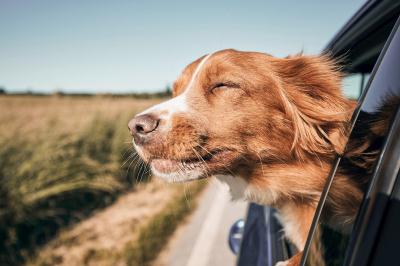 Traveling-dog