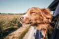 Heeft je hond wagenziekte  Bestel nu de Travel Buddy