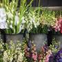 horticulture de la chenaie fleuriste