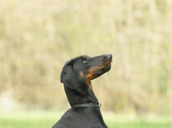 Dogsupport