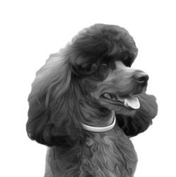 Hondentrimsalon Trimdogs