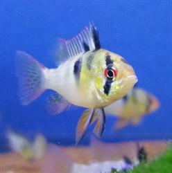 aquaplaisir