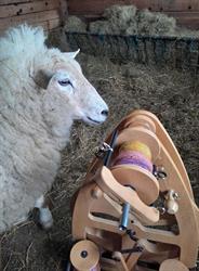Le Mouton Magique