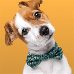 Bonmascota Benelux