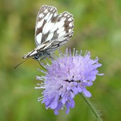 le Papillon