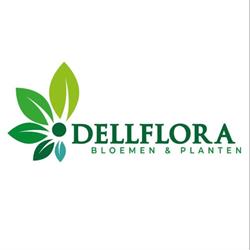 Dellflora