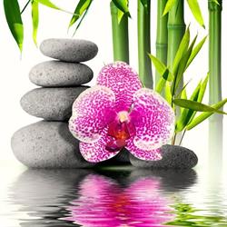 Orchid Thai Therapy