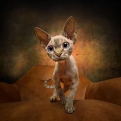 Furry_friends_hondenfotografie