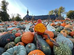 Pumpkimania
