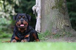 Rottweilers van 't Mehubehof