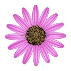 Bloemenateljee Daisy