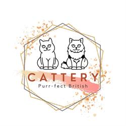 Cattery Purr-Fect British