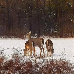 Wild-en Wandelpark