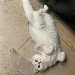 Kattenhotel Hontel