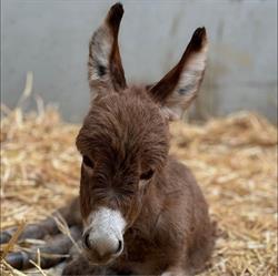 Les minis de durbuy