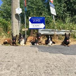 Hondenschool De Snuffel