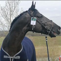 Haras du Hasard
