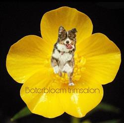 Boterbloem trimsalon