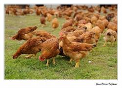 Coq des prés 'ferme de Chevronsart'