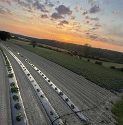 Le potager des saisons