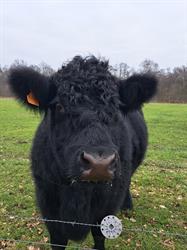 Puur Natuur Vlees