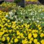 Intratuin Zwevegem Planten