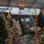 Intratuin Zwevegem Kerstbomen