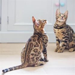 Luxury Home Cattery