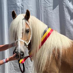 Livestock De Durbuy