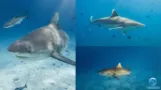 Photos Requins maldives Aquaexposure