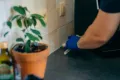 Traitement des cafards et blattes